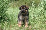 BERGER ALLEMAND 1229